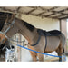 OMI PEMF Full Equine Package Blanket Shoulder Band Neck Wrap Rear Leg Wrap Front Leg Wrap With Brown Horse Wearing Therapy Blanket Inside The Barn