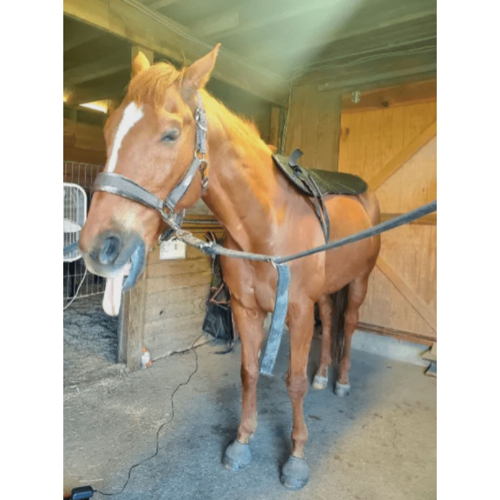 OMI PEMF Horse Blanket With Brown Horse Inside The Barn