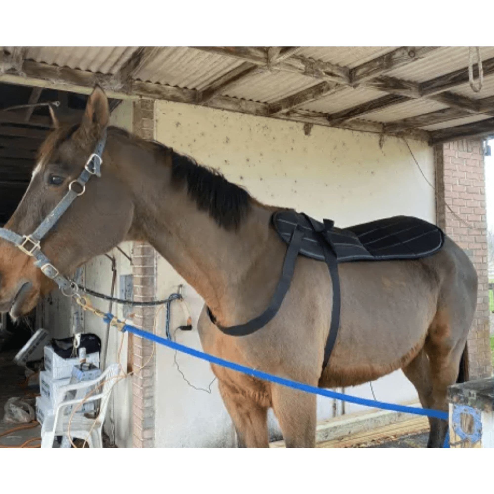 OMI PEMF Horse Blanket With Brown Horse Wearing The Blanket Inside The Barn
