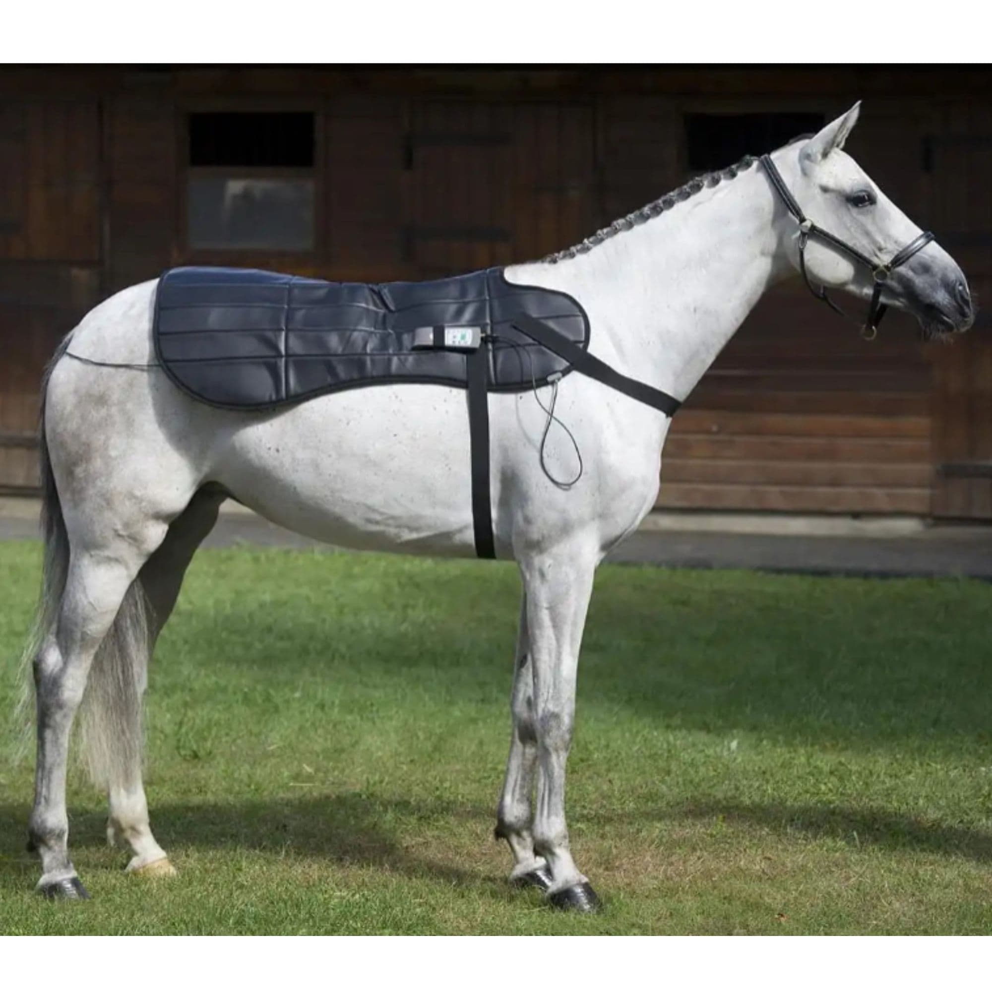 OMI PEMF Horse Blanket With White Horse Wearing The Blanket