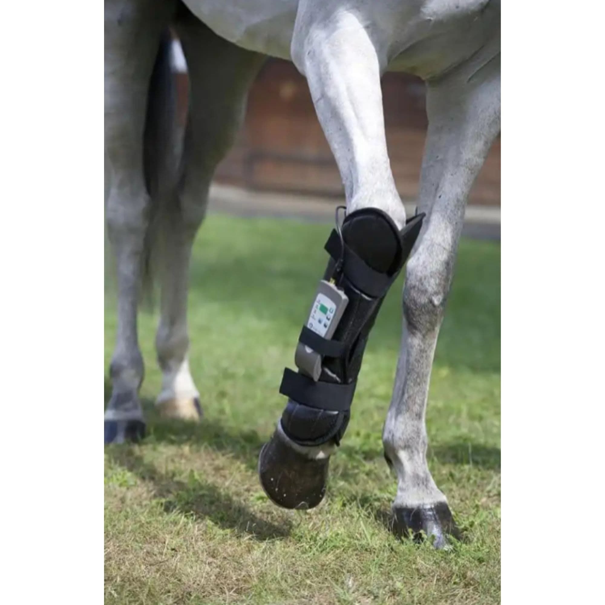 OMI PEMF Horse Front Leg Wrap Wrapped On Front Leg