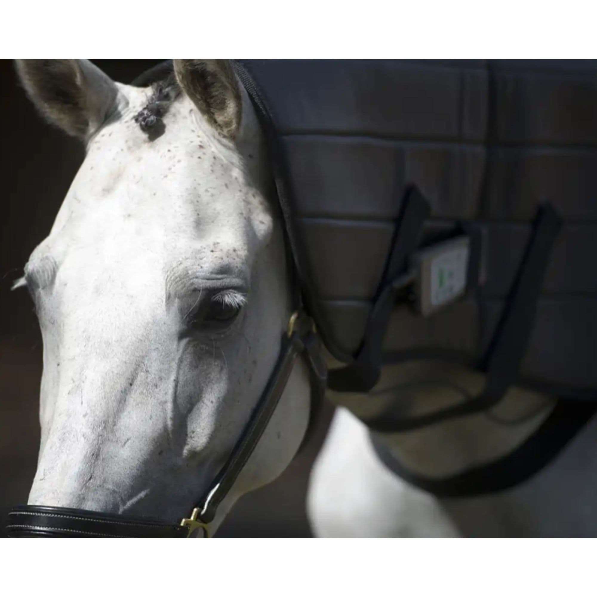 OMI PEMF Horse Neck Wrap With White Horse