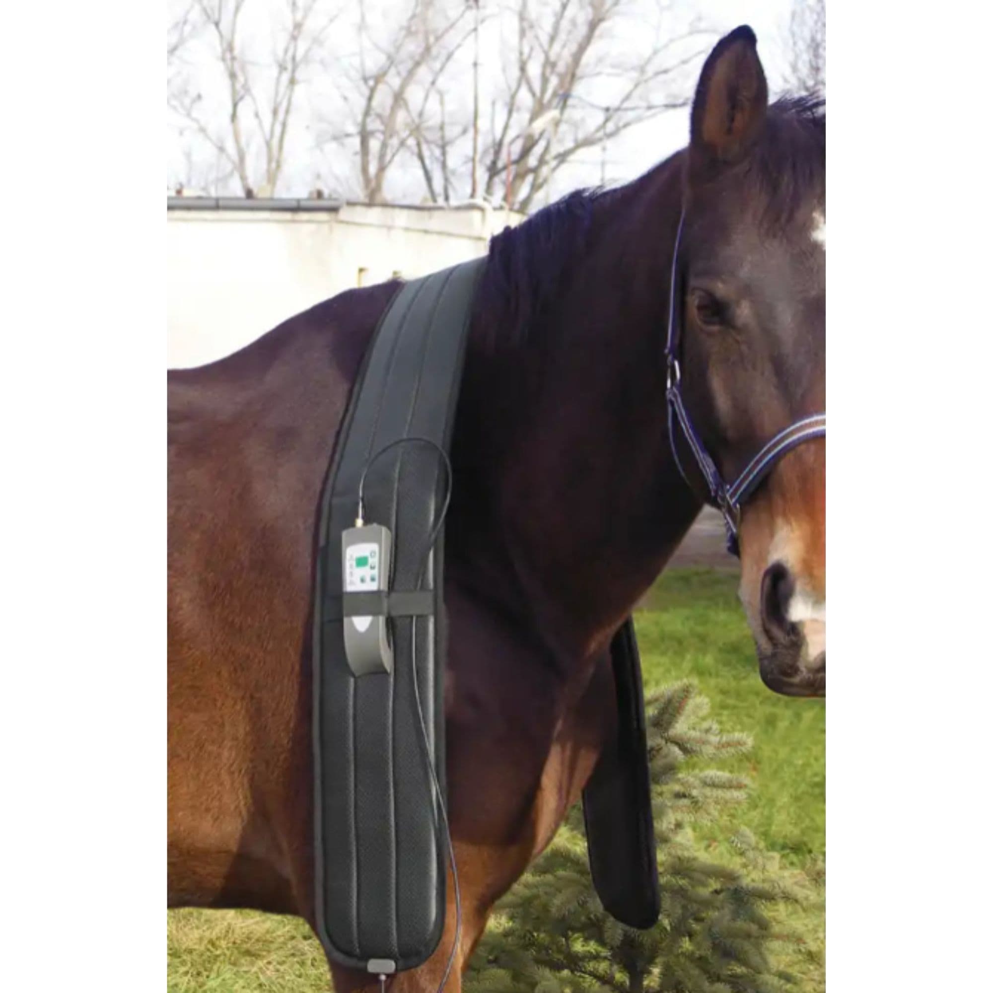 OMI PEMF Horse Shoulder Band With Brown Horse Wearing Therapy Wrap Around Neck