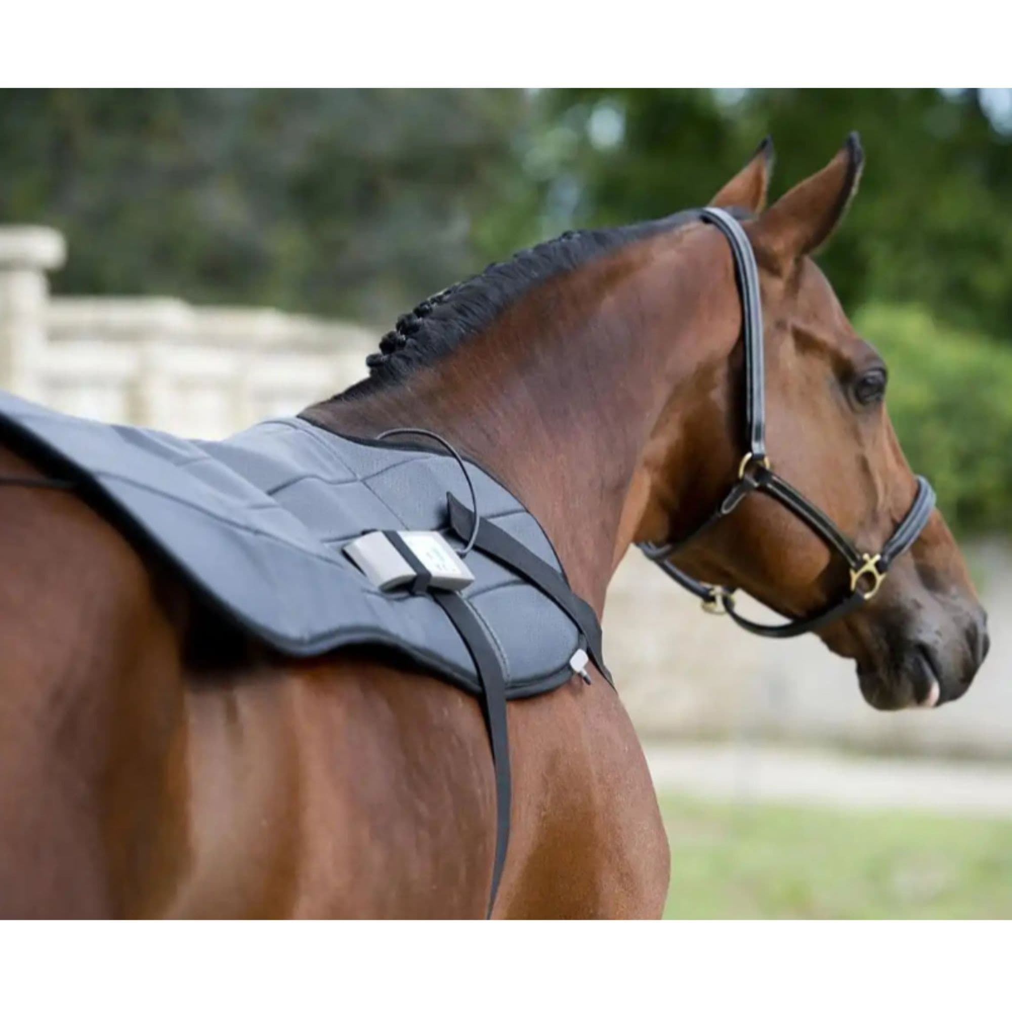 Oxford Equine PEMF Blanket With Brown Horse Wearing The Blanket
