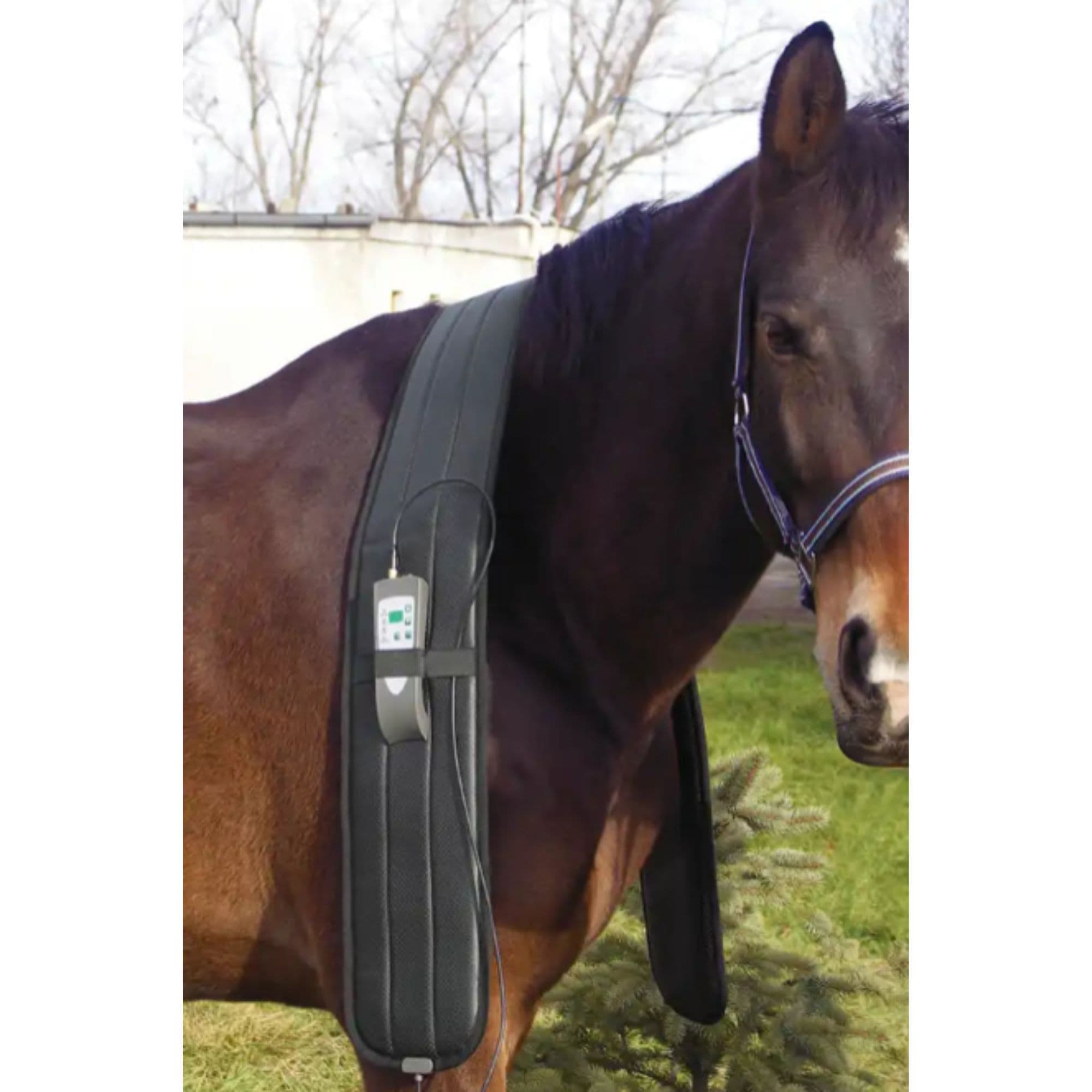 Oxford PEMF Full Equine Package With Brown Horse Wearing Therapy Wrap Around Neck